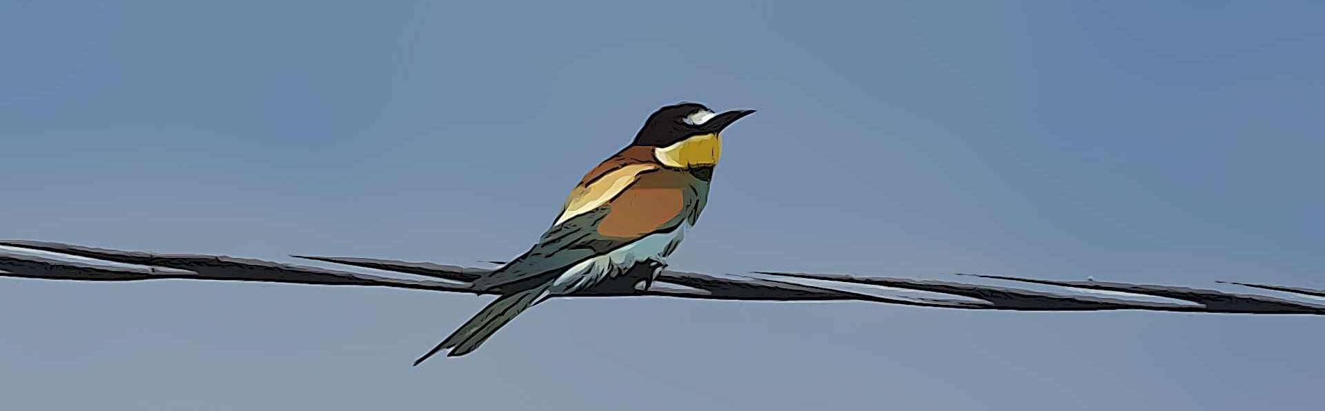 Castellaro Lagusello |  The Nature Reserve and the European Bee-Eater